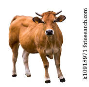 vaca, isolado, branco