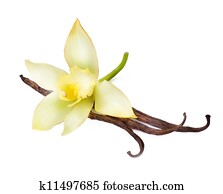 Vanilla pods and flower Vanilla pods and flower
