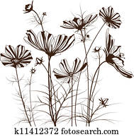 Vector garden flowers, Cosmos bipinnatus Vector garden flowers, Cosmos bipinnatus