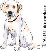 vector sketch yellow dog breed Labrador Retriever sitting vector sketch yellow dog breed Labrador Retriever sitting