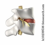 Vertebra, intervertebral disc and spinal cord Vertebra, intervertebral disc and spinal cord