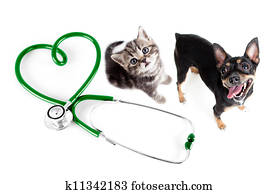 Veterinary for cats, dogs and other pets concept Veterinary for cats, dogs and other pets concept