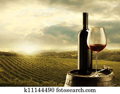 Vineyard at sunset Vineyard at sunset