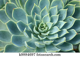 vista superior, de, um, cacto, 
