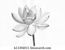 Watercolor painting of lotus flower Watercolor painting of lotus flower