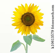 Watercolor -Sunflower Watercolor -Sunflower