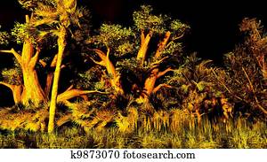 Arbre cyprès, dans, wetland, de, everglades parc national, floride, usa