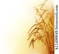Wheat Border Wheat Border