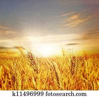 Wheat Field 