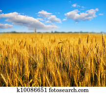 Wheat field with blue sky