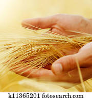 Wheat. Harvest Concept Wheat. Harvest Concept
