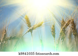 Wheat Wheat