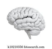 White brain White brain