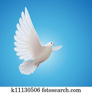 white dove white dove