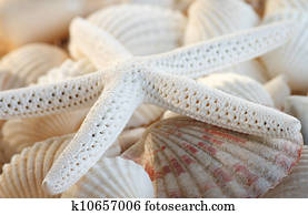 White finger starfish and seashells White finger starfish and seashells