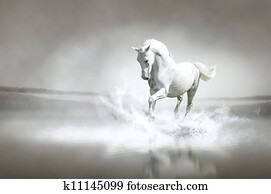 White horse running through water White horse running through water