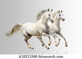 white horses white horses