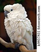 White Moluccan Cockatoo parrot bird