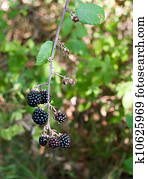 Wild blackberries, differential focus