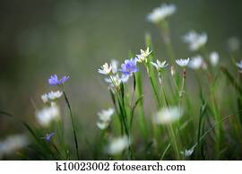 Tall Grass Images | Our Top 1000+ Tall Grass Stock Photos | Fotosearch