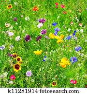 wild flowers wild flowers