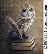 Wise owl Wise owl