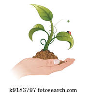 Woman Hand with the Sprout Woman Hand with the Sprout