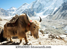 Yak in mountains