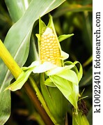 yellow corn yellow corn