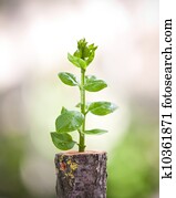 Young tree seedling grow from old stump Young tree seedling grow from old stump