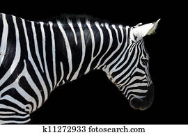Zebra Zebra