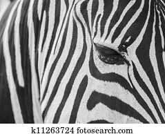 zebra skin texture. zebra skin texture.