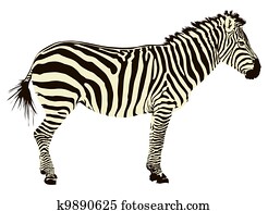 Zebra Zebra