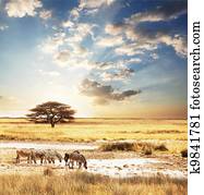 Zebra Zebra