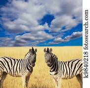 Zebra Zebra