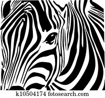 zebra