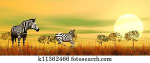 Zebras in the savannah Zebras in the savannah