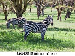 Zebras Zebras