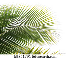 árvore palma, folhas