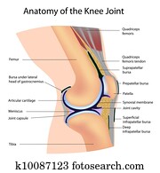 אנטומיה, של, ה, ברך, joint,, כנה