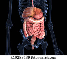 בן אנוש, פנימי, אברים, ב, רנטגן