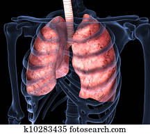 בן אנוש, ריאות, רנטגן