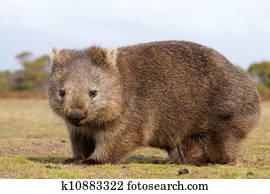 ווומבאט, צילום מקרוב