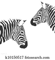 וקטור, zebra