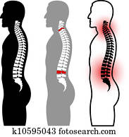 וקטור, עמוד שדרה אנושי, צלליות