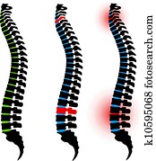 וקטור, עמוד שדרה אנושי, צלליות