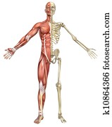 זכר, שרירי, שלד, חלק, השקפה של חזית