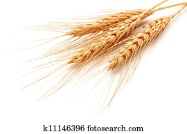 חיטה, אוזניים