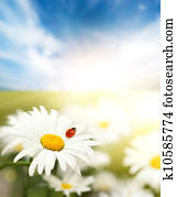 חיננית, תחום