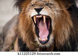 כועס, שאגני, אריה